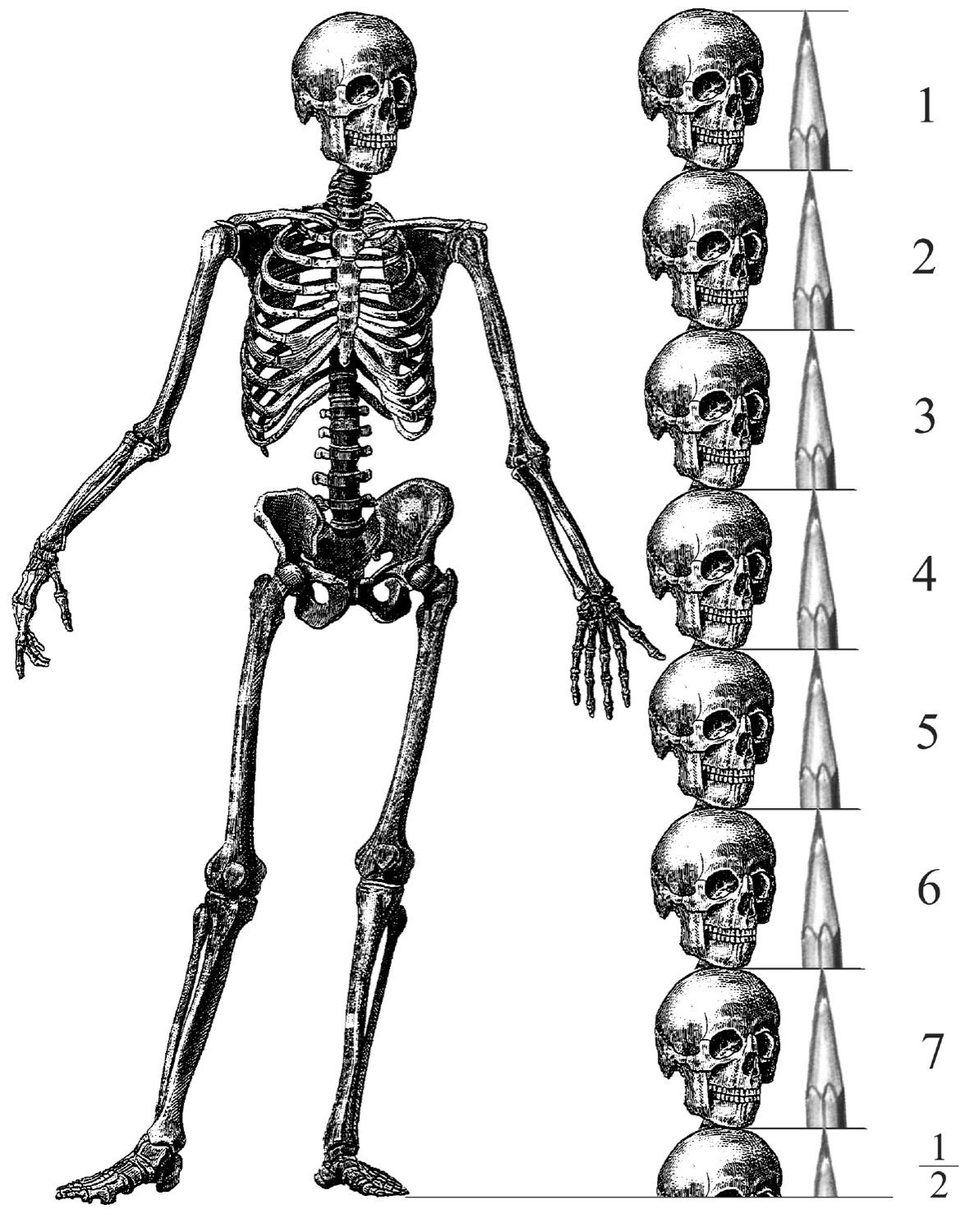 Teaching diagram of human figure proportions measured in heads