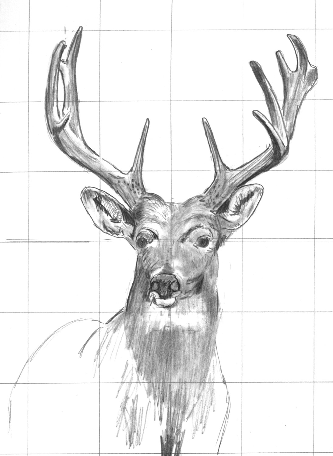 Deer portrait drawn using the grid method over a grid